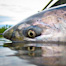 Thumbnail image for King Salmon and Indicators