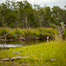 Thumbnail image for Bruce Chard’s Pollywog Rig for Silvers