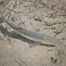 Thumbnail image for Help Save Our Fish