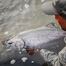 Thumbnail image for Dean River Chinooks – Top Posts