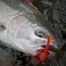Thumbnail image for Dean Steelhead Fly Roundup