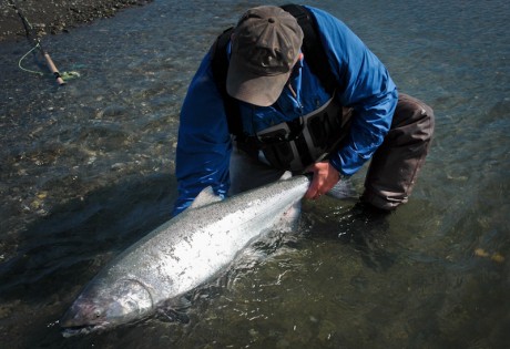 Shallow King Salmon Shallow King Salmon