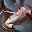 Thumbnail image for Western Alaska Trout Lifecycles