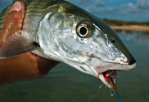 Bonefish and Fly