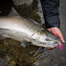 Thumbnail image for Why Silver Salmon Winner