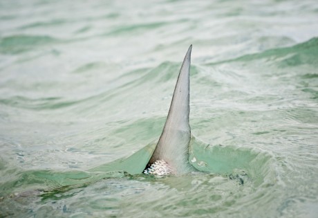 Bonefish Tailing by Louis Cahill Photography Bonefish Tailing by Louis Cahill Photography