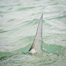 Thumbnail image for Why Do Bonefish Tail?