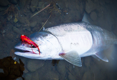 Chrome Chum Chrome Chum