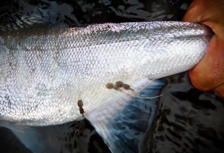 Chum Salmon - Niska Chum Salmon - Niska