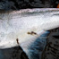 Thumbnail image for Chum Salmon Mini Gallery