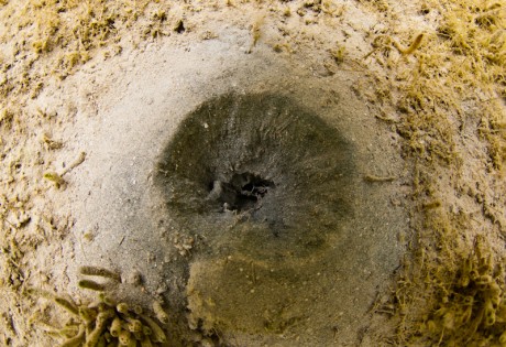 Feed Mark