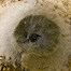 Thumbnail image for Bonefish Feed Marks