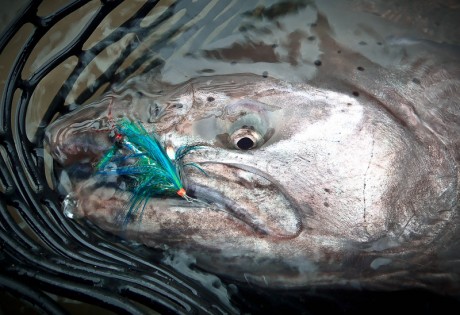King Salmon with Fly King Salmon with Fly
