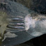 Thumbnail image for Lani Waller “A Steelheader’s Way” Audiobook