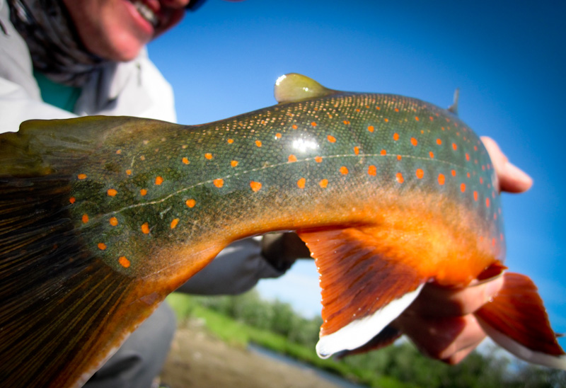 Dolly Varden Arctic Char Beautiful Fish at Alaska West