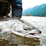 Thumbnail image for Fresh Steelhead