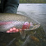 Thumbnail image for 6 Popular Pages About Alaska West