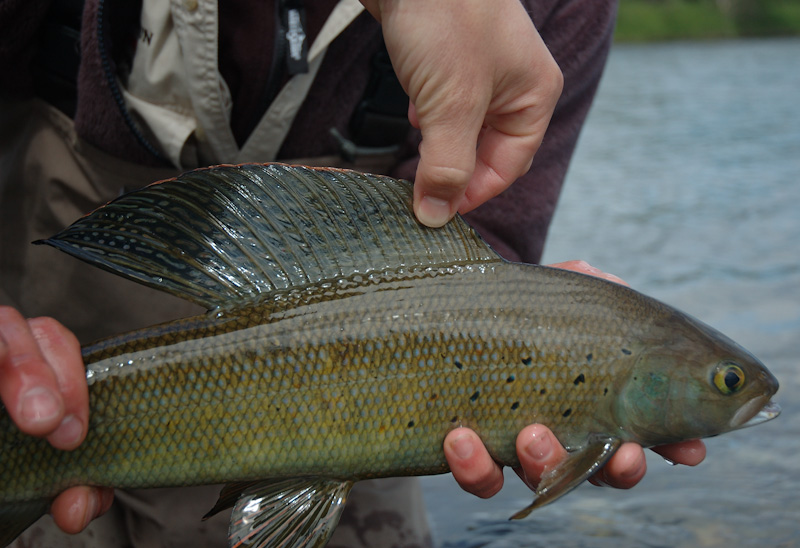 Grayling Fishing with Midge Patterns in Alaska