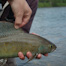 Thumbnail image for Midge Fishing for Grayling