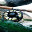 Thumbnail image for Gink, Orvis, Ross and SA