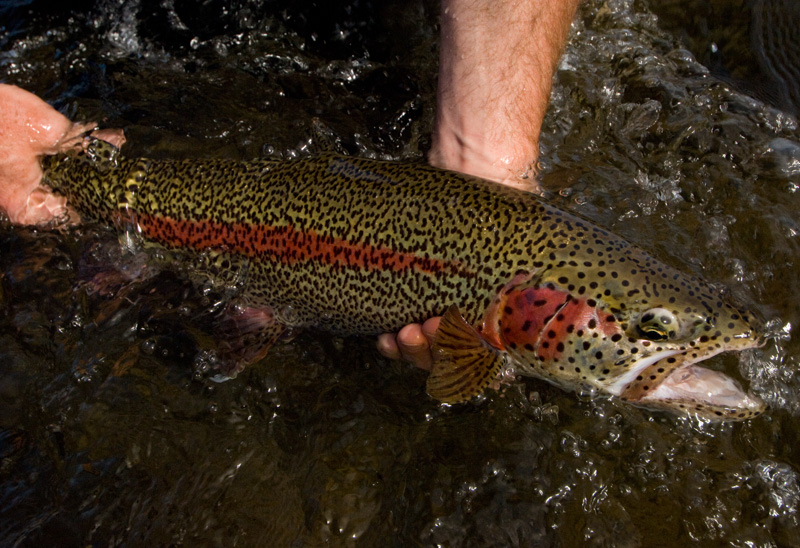 Rainbow Trout in Western Alaska Super Spots!