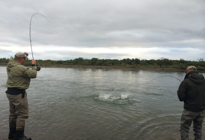 Fly fishing for silver salmon