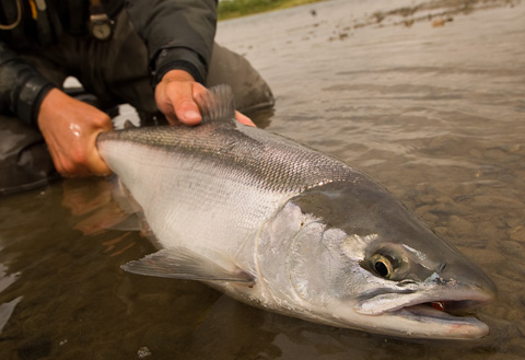 https://www.deneki.com/wp-content/uploads/2009/10/Sockeye-Salmon-at-Alaska-West-2.jpg